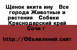 Щенок акита ину - Все города Животные и растения » Собаки   . Краснодарский край,Сочи г.